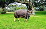 Nyala_20190209_resize